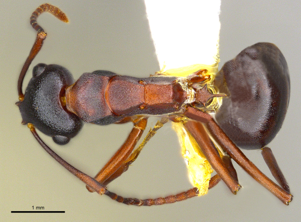 Polyrhachis delicata Crawley, 1915 dorsal