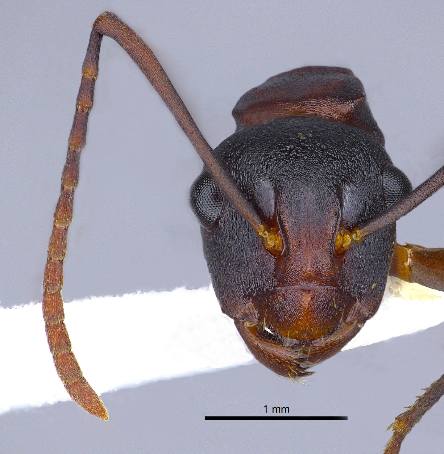 Foto Polyrhachis delicata Crawley, 1915 frontal