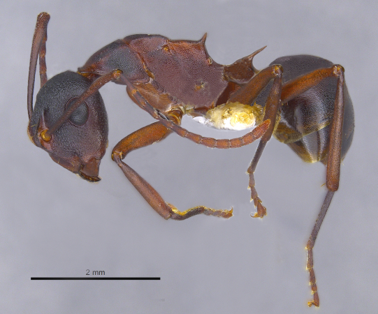 Polyrhachis delicata Crawley, 1915 lateral