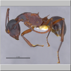 Polyrhachis delicata Crawley, 1915 lateral