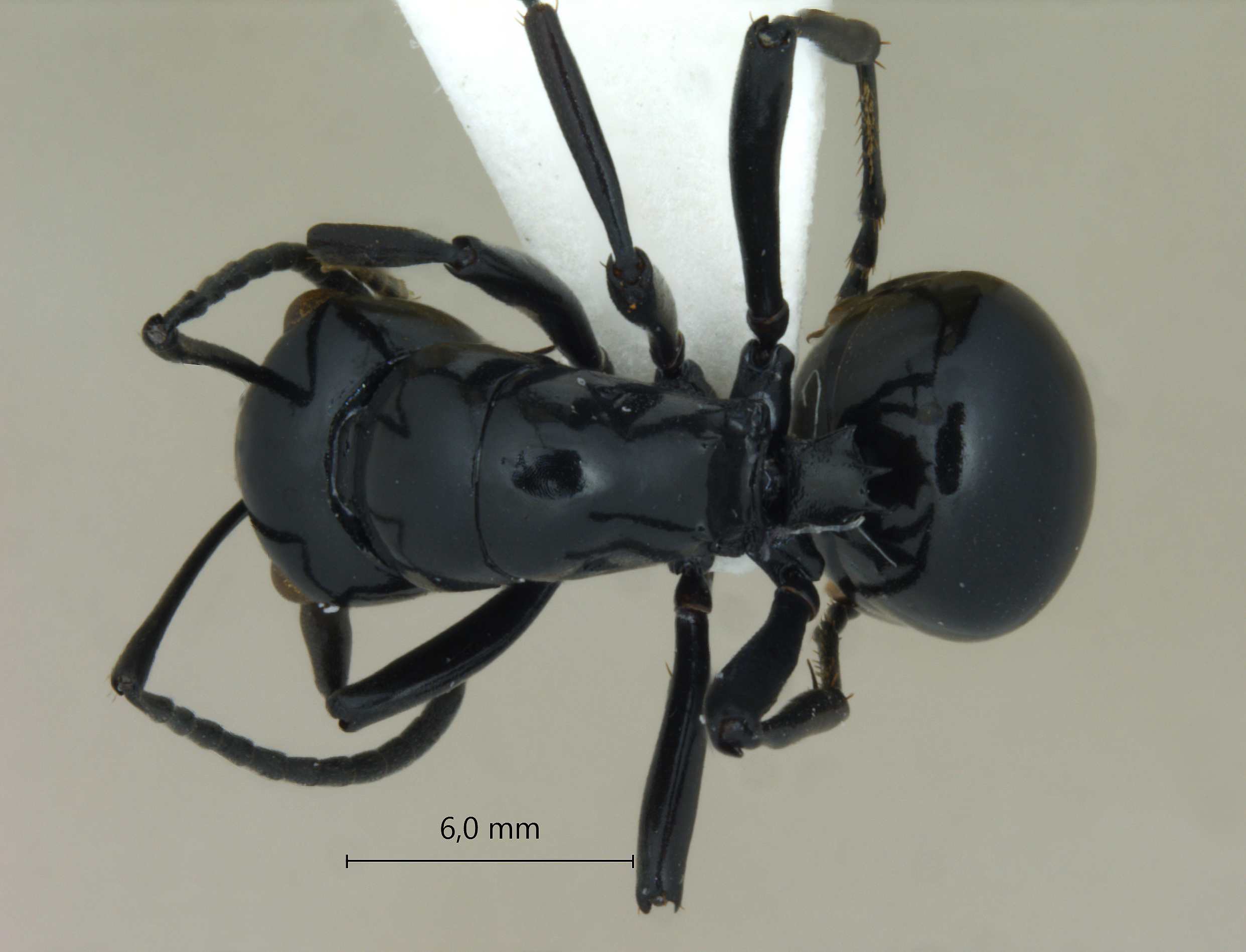 Foto Polyrhachis demangei Santschi, 1910 dorsal