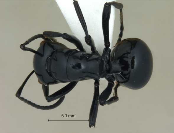 Polyrhachis demangei Santschi, 1910 dorsal