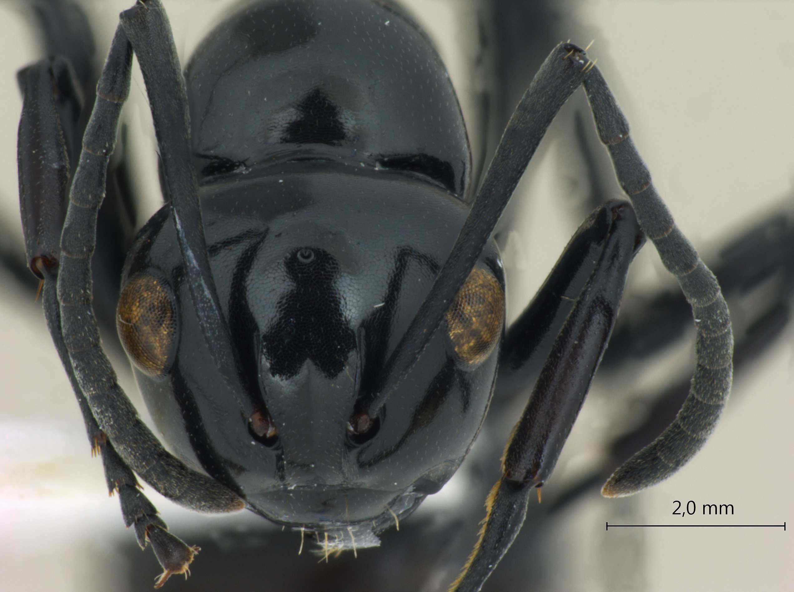 Foto Polyrhachis demangei Santschi, 1910 frontal