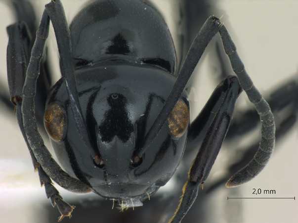 Polyrhachis demangei Santschi, 1910 frontal