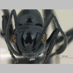 Polyrhachis demangei Santschi, 1910 frontal