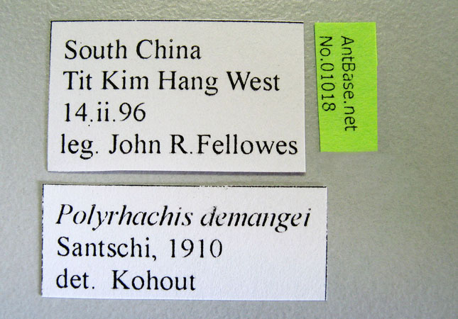 Polyrhachis demangei Santschi, 1910 Label