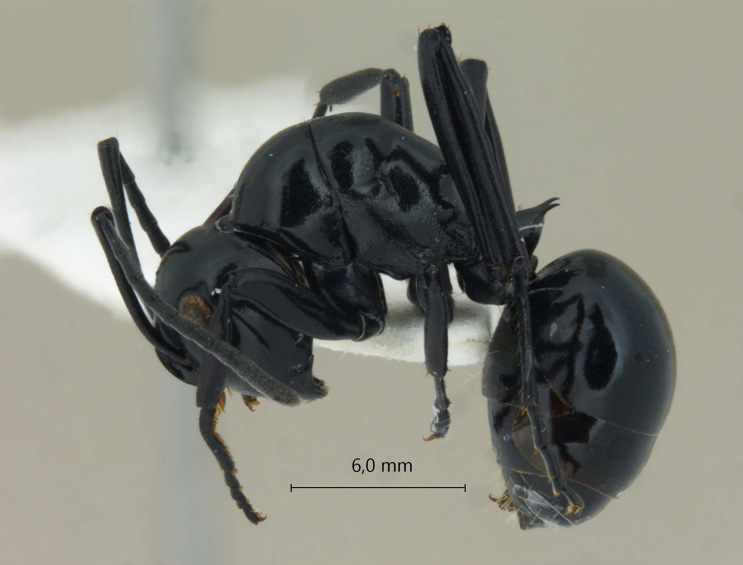 Foto Polyrhachis demangei Santschi, 1910 lateral