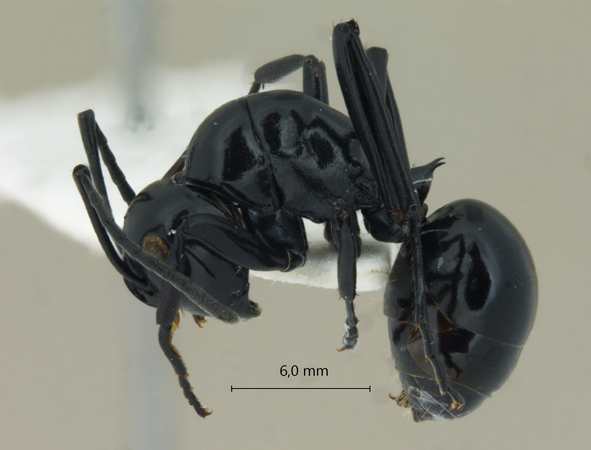 Polyrhachis demangei Santschi, 1910 lateral