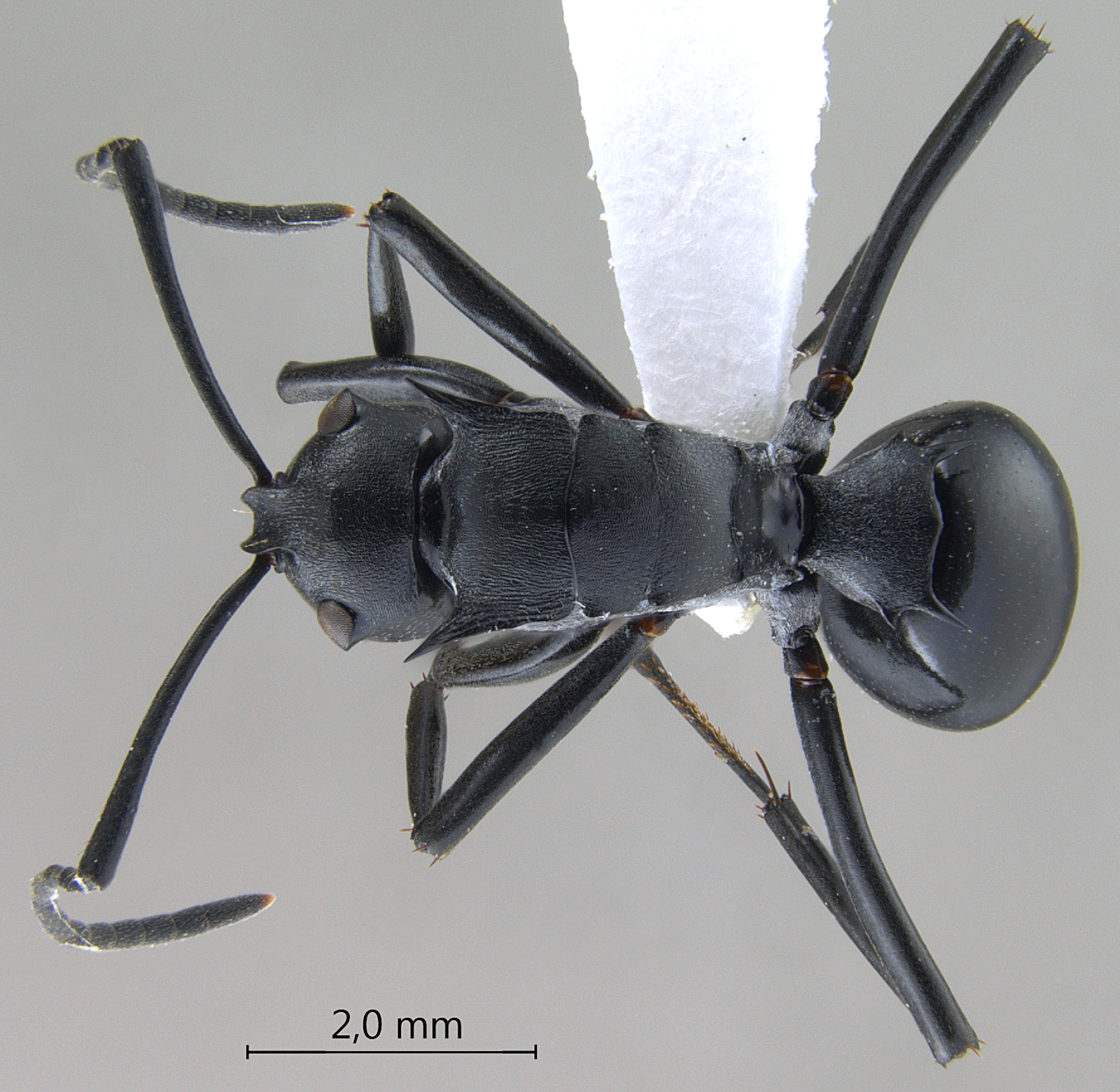 Foto Polyrhachis dimoculata Kohout, 2013 dorsal