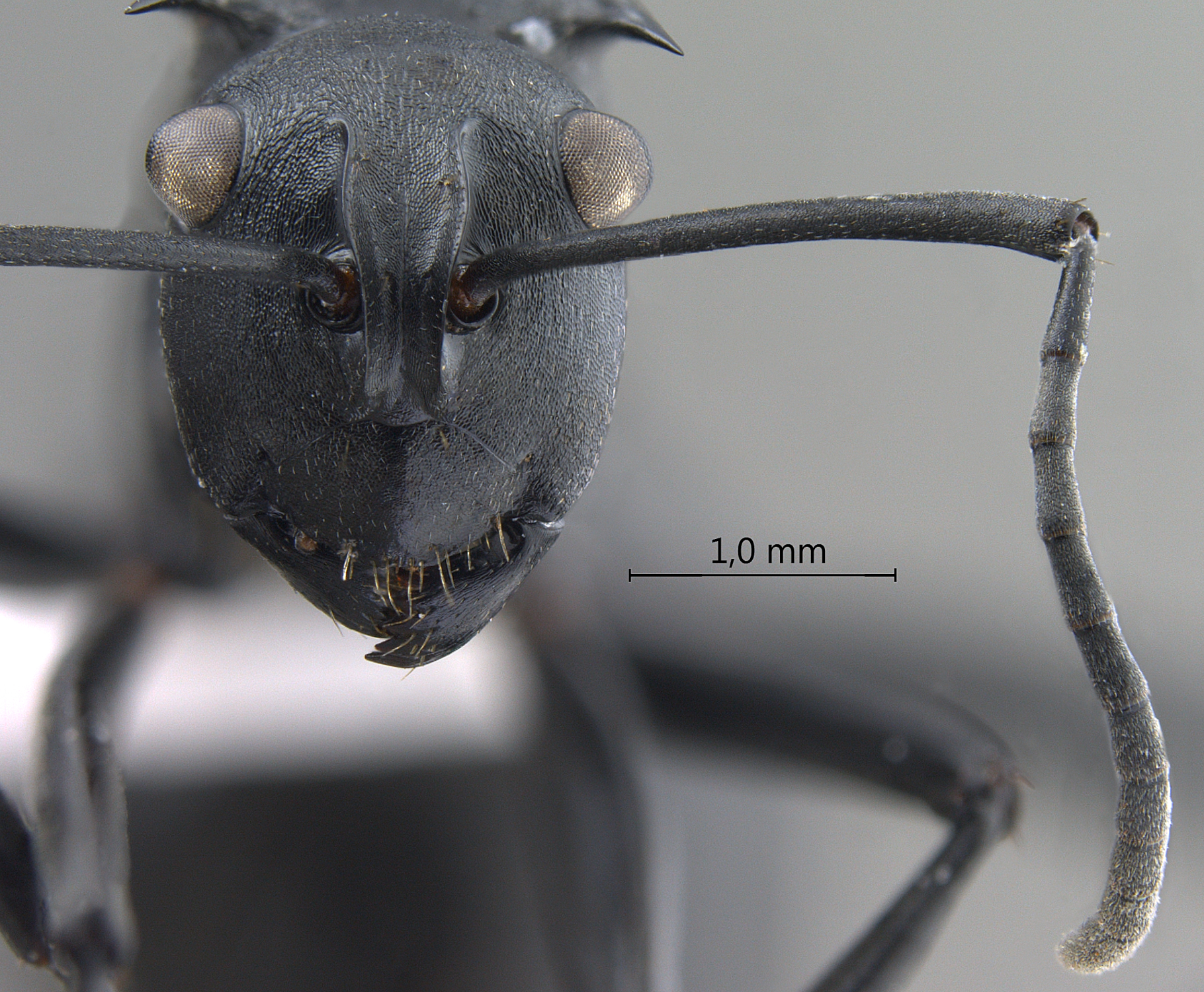 Foto Polyrhachis dimoculata Kohout, 2013 frontal