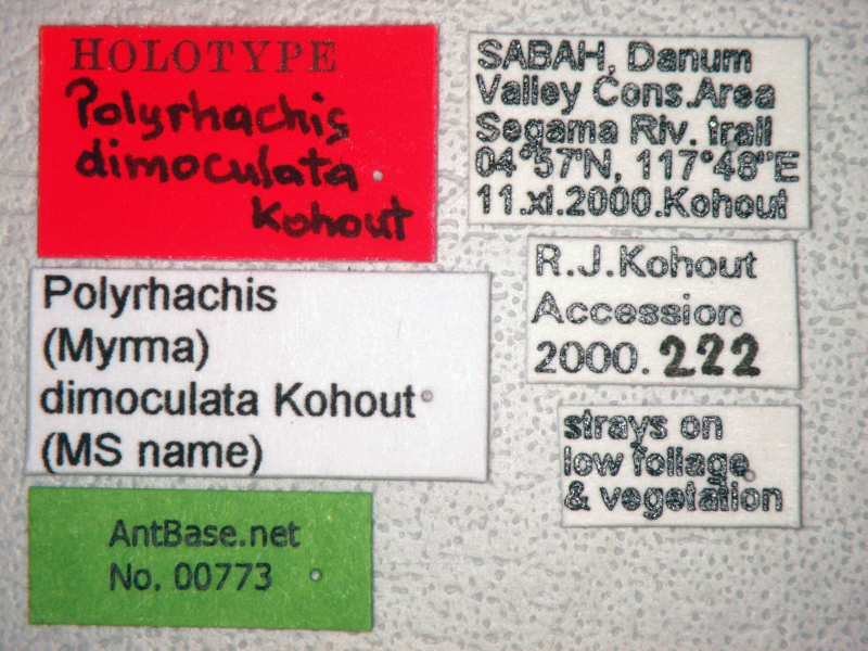 Foto Polyrhachis dimoculata Kohout, 2013 Label