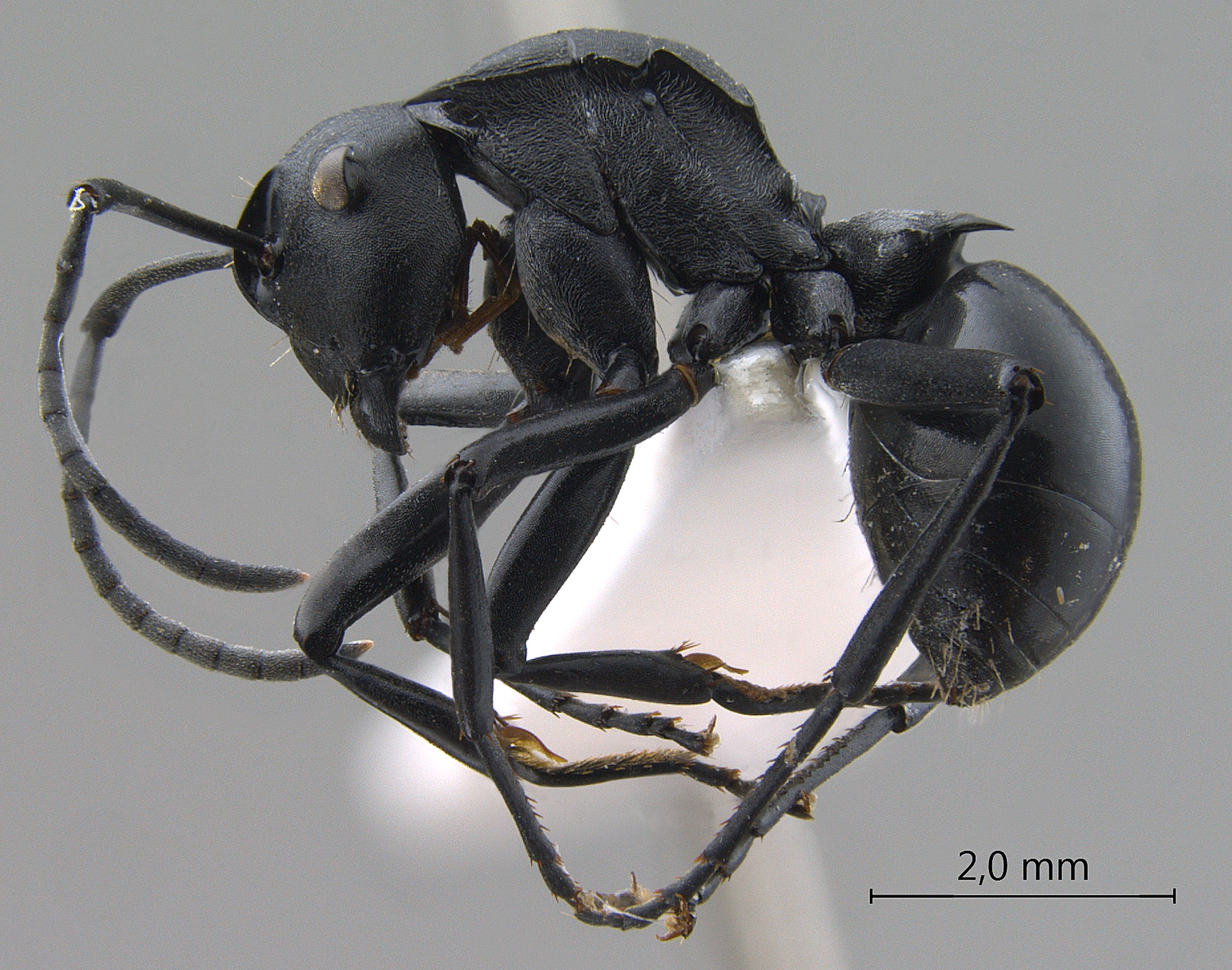 Foto Polyrhachis dimoculata Kohout, 2013 lateral