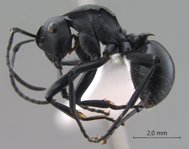 Polyrhachis dimoculata Kohout, 2013 lateral