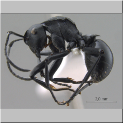 Polyrhachis dimoculata Kohout, 2013 lateral