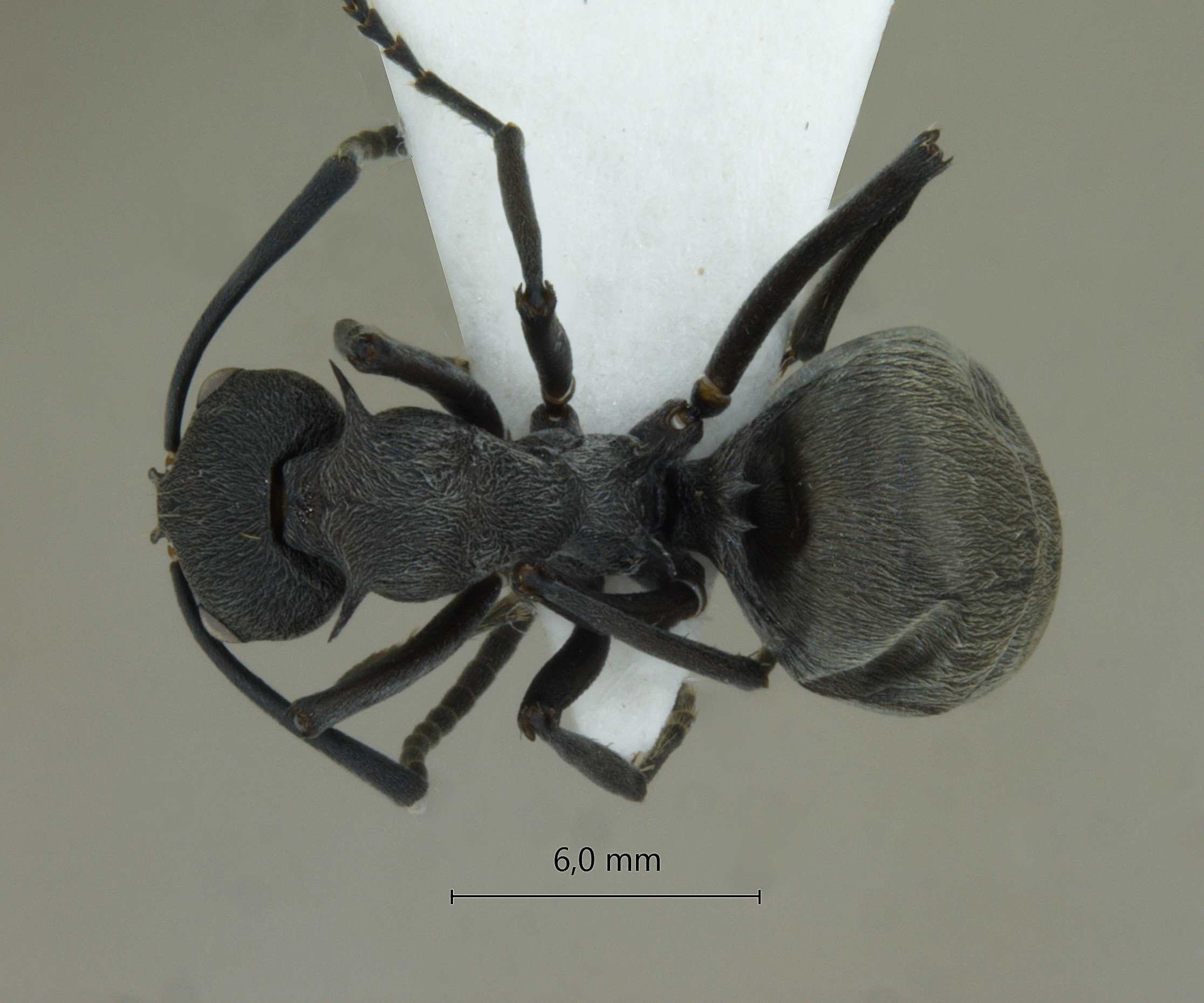 Foto Polyrhachis dives Smith, 1857 dorsal