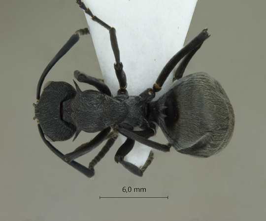 Polyrhachis dives Smith, 1857 dorsal