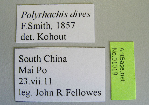 Polyrhachis dives Smith, 1857 Label