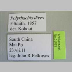 Polyrhachis dives Smith, 1857 Label