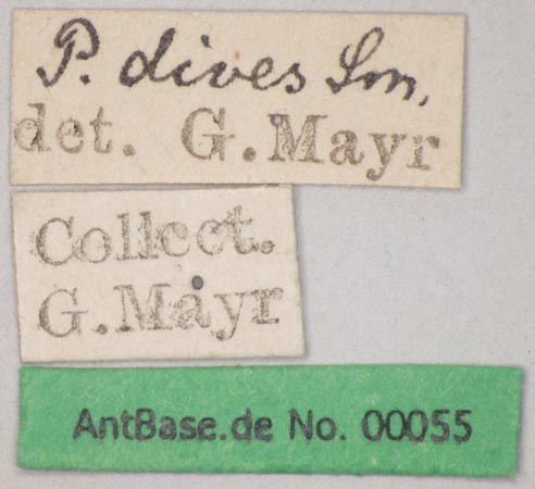 Polyrhachis dives Smith, 1857 Label