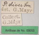 Polyrhachis dives Smith, 1857 Label