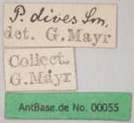 Polyrhachis dives Smith, 1857 Label