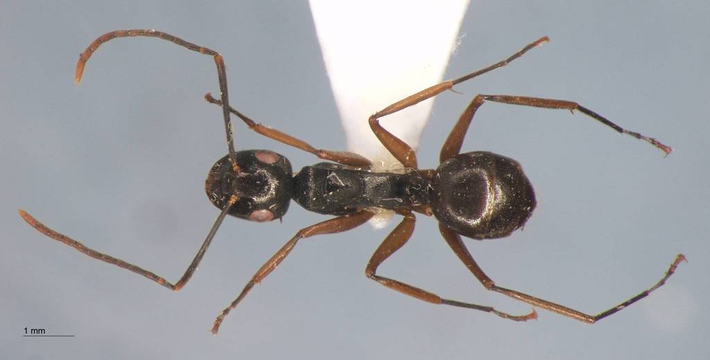 Foto Polyrhachis equina Smith, 1857 dorsal