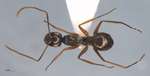 Polyrhachis equina Smith, 1857 dorsal