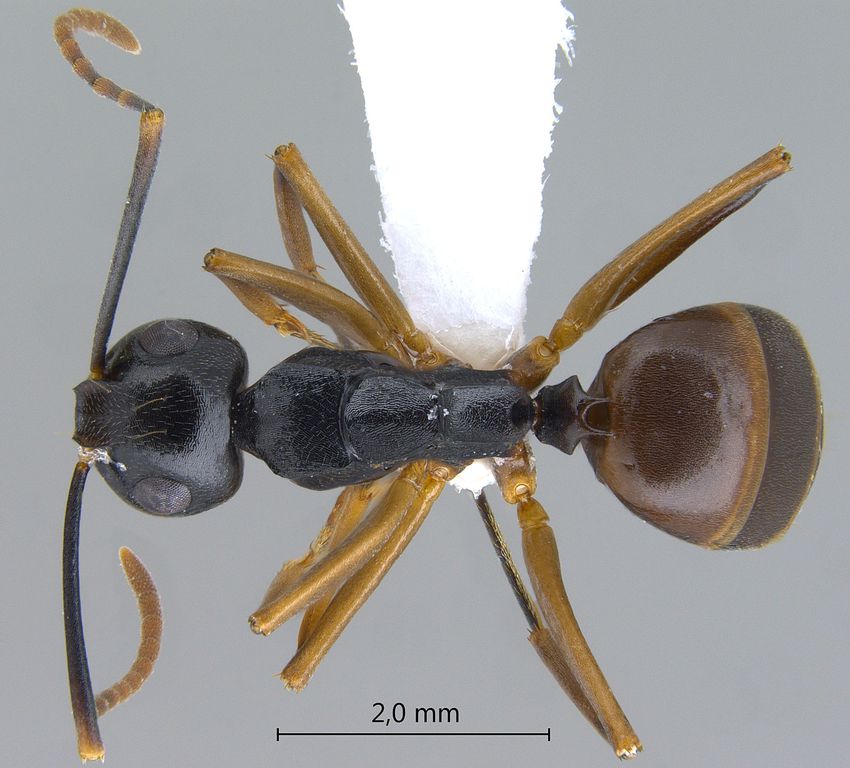 Foto Polyrhachis equina Smith, 1857 dorsal