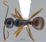 Polyrhachis equina Smith, 1857 dorsal