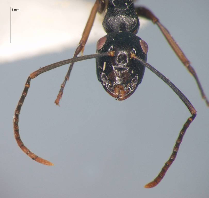 Foto Polyrhachis equina Smith, 1857 frontal