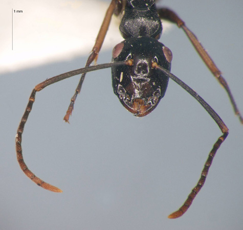 Polyrhachis equina Smith, 1857 frontal