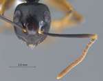 Polyrhachis equina Smith, 1857 frontal