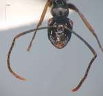 Polyrhachis equina Smith, 1857 frontal