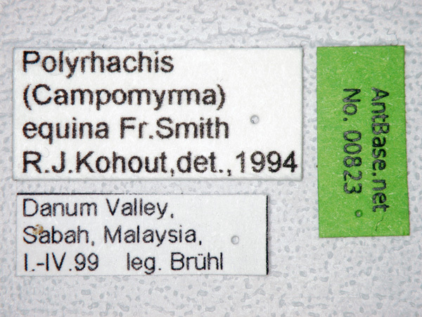 Foto Polyrhachis equina Smith, 1857 Label