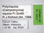 Polyrhachis equina Smith, 1857 Label