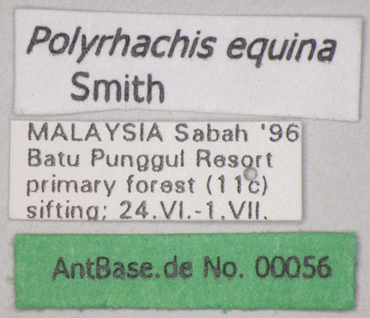 Foto Polyrhachis equina Smith, 1857 Label