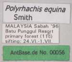 Polyrhachis equina Smith, 1857 Label