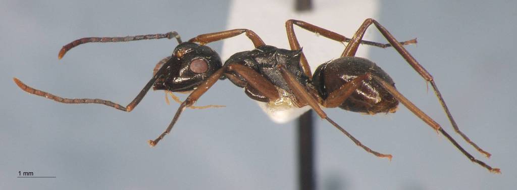 Foto Polyrhachis equina Smith, 1857 lateral