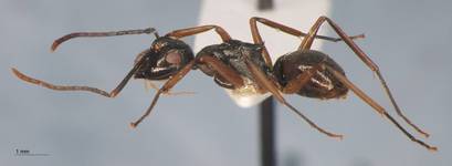 Polyrhachis equina Smith, 1857 lateral