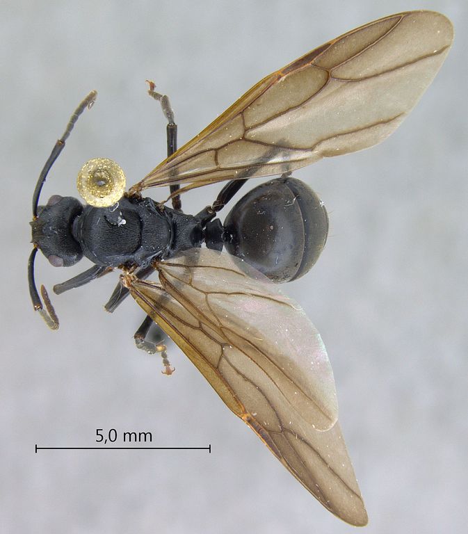 Foto Polyrhachis equina Smith, 1857 dorsal