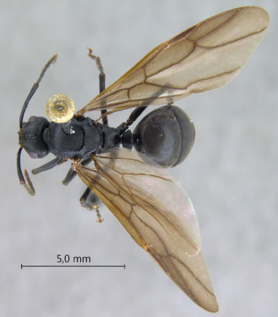 Polyrhachis equina Smith, 1857 dorsal