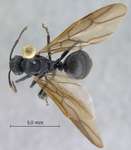 Polyrhachis equina Smith, 1857 dorsal