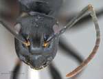 Polyrhachis equina Smith, 1857 frontal