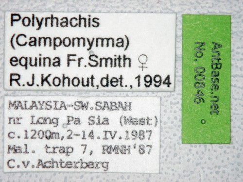 Polyrhachis equina Smith, 1857 Label