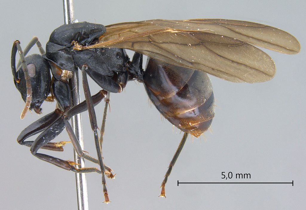 Foto Polyrhachis equina Smith, 1857 lateral