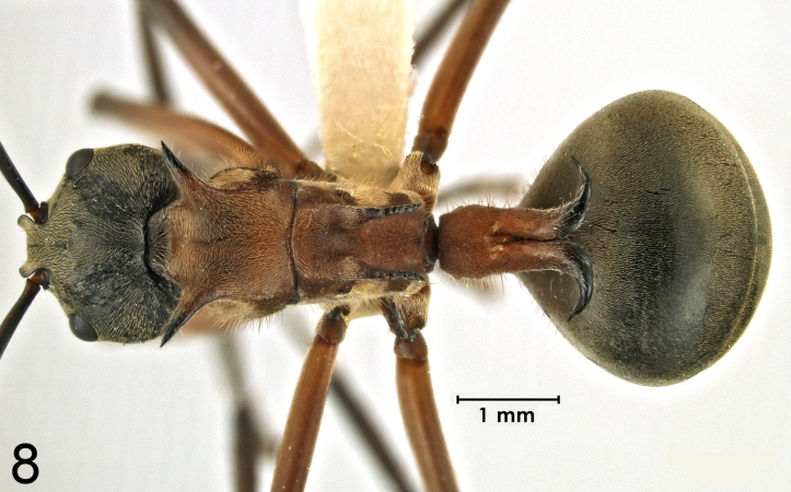 Polyrhachis erosispina Emery, 1980 dorsal