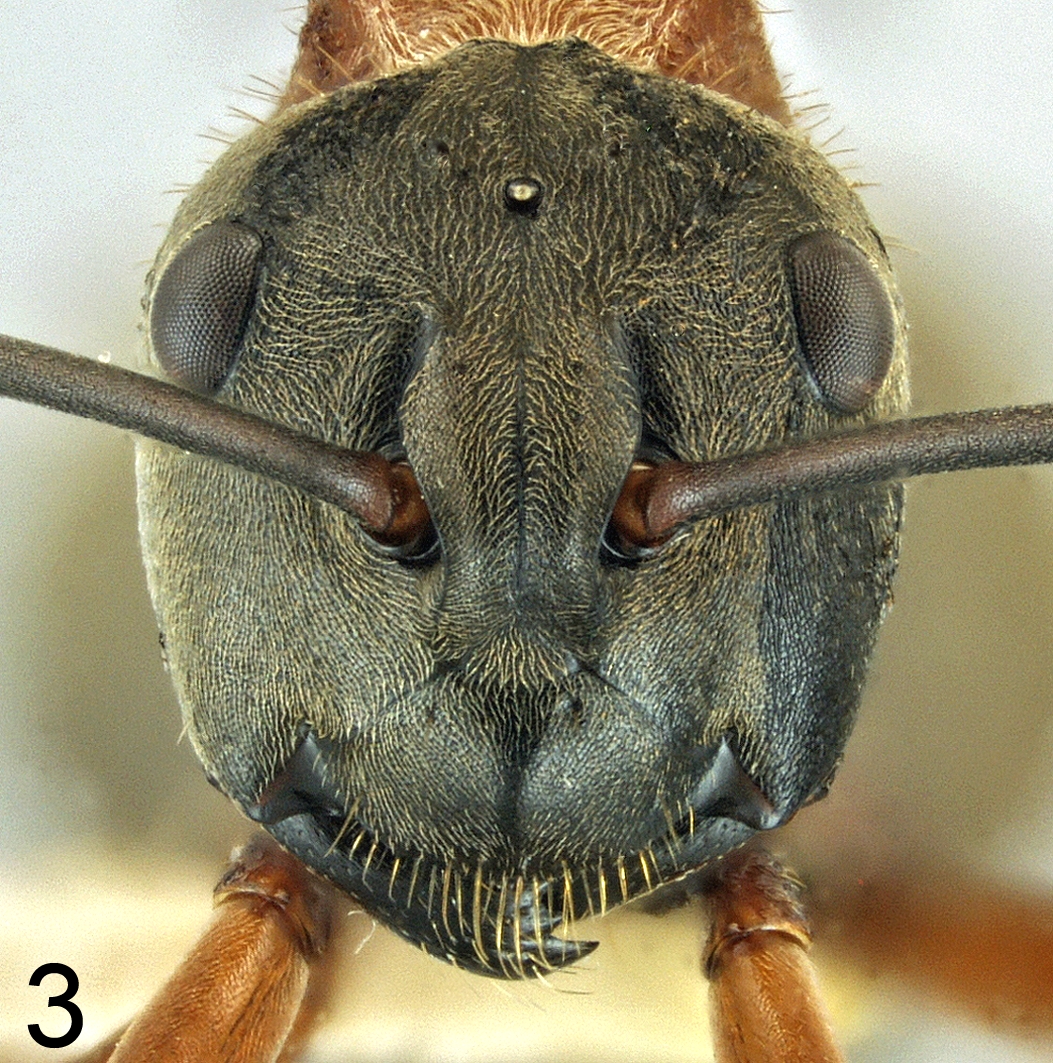 Foto Polyrhachis erosispina Emery, 1980 frontal