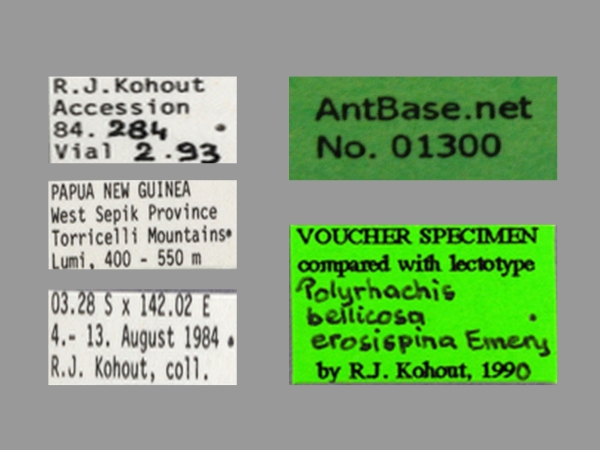 Foto Polyrhachis erosispina Emery, 1980 Label