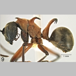 Polyrhachis erosispina Emery, 1980 lateral