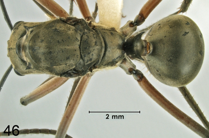 Polyrhachis erosispina Emery, 1980 dorsal